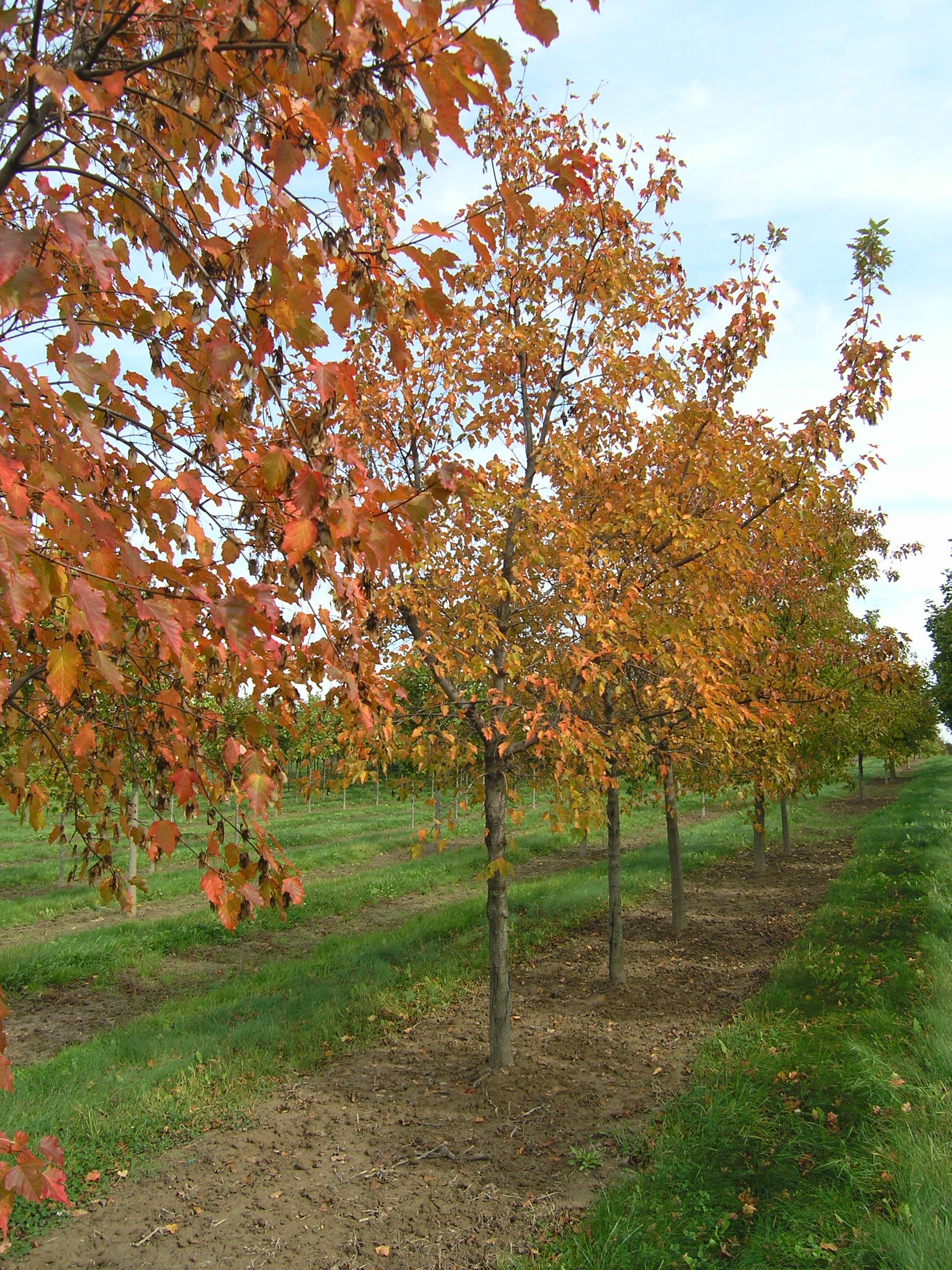 Acer tataricum ‘Hot Wings’